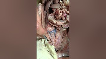 COM A&P 2 Cat Dissection