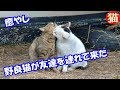 👀野良猫がお腹を空かせたお友達を連れてきた