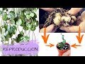 REPRODUCCION MASIVA DE SUCULENTA ENREDADERA ROSARIO CORAZON || CEROPEGIA WOODII