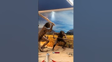 Unearthing the Fascinating Fossils of Sangiran, Central Java!