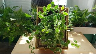 [식물키우기] 살아있는 식물 액자 만들기 How to make plant frame