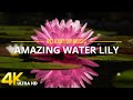Water Lily 4k Water Lilies Floating Peacefully With Relaxing Music For Reduces Stress 