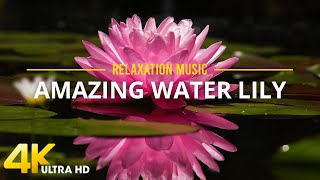 Water Lily 4k - Water Lilies Floating Peacefully With Relaxing Music for Reduces Stress