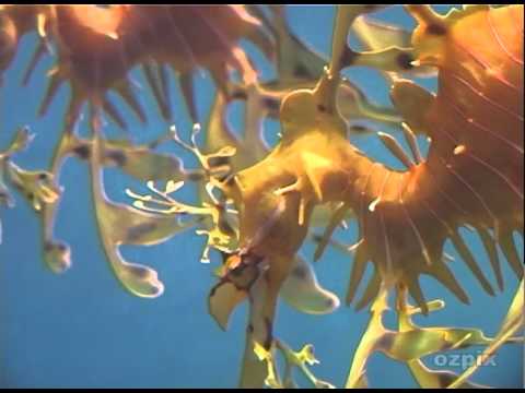 Leafy Sea Dragons Youtube