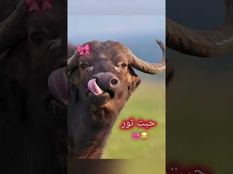 تركتني الحلوه وحبت الي يسفط كراسي ممكن لايك واشتراك فضل