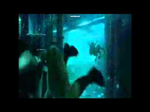 Aliens Tribute:It's all over.