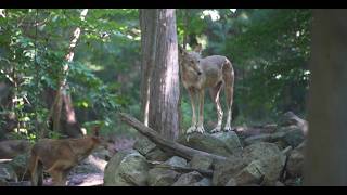Critically Endangered Red Wolf Family