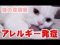 皮膚炎になってしまった為、治療してます【スコティッシュフォールド】