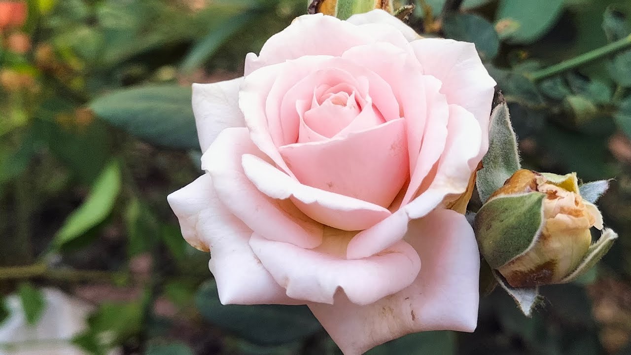 നഴ്സറി റോസുകൾ വേര് പിടുപ്പിച്ചെടുക്കാം.. ഒരുരൂപ ചിലവില്ലാതെ... എത്ര എളുപ്പം 