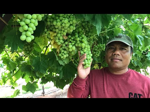 Video: Wilayah Anggur Terbaik di Australia