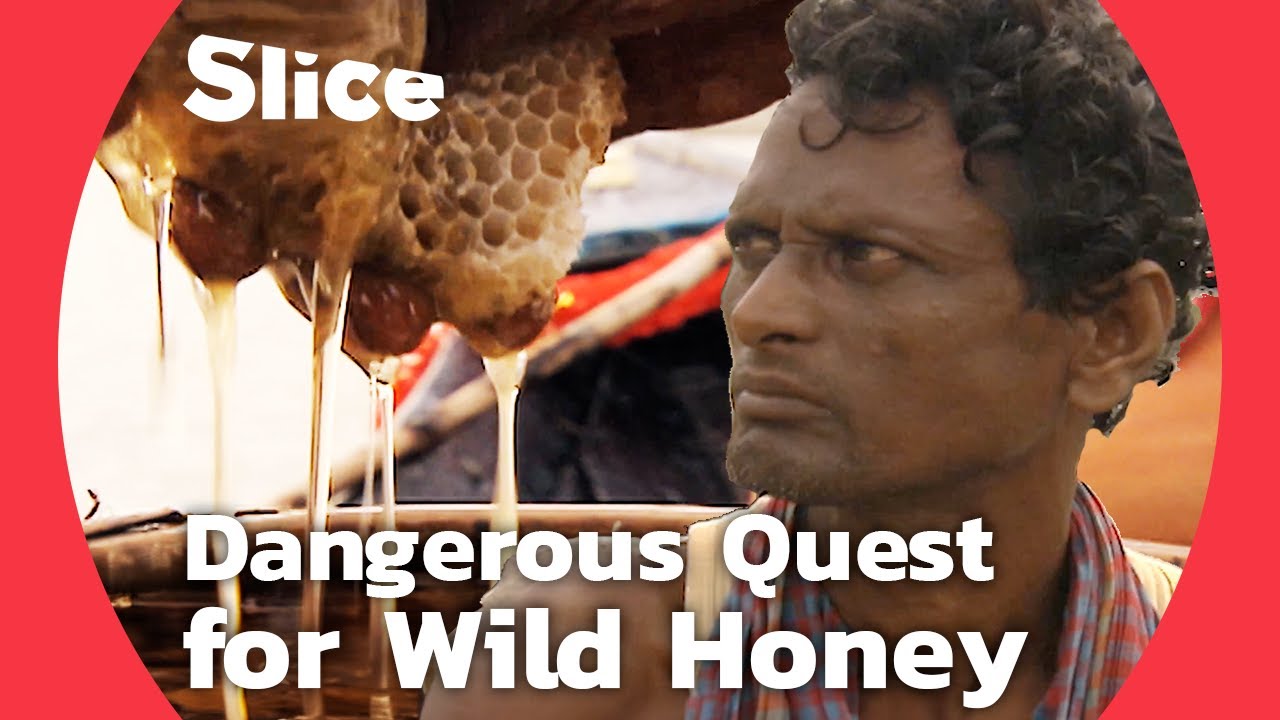Documentary backdrop image for Wild Honey Hunters of the Sundarbans: Facing Tigers and Danger (2024)