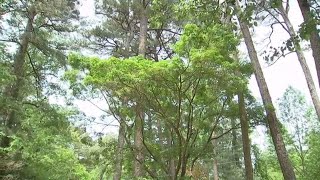 Atlanta’s pollen season isn’t finished breaking records yet this spring