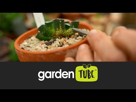 How to treat scale & common pests