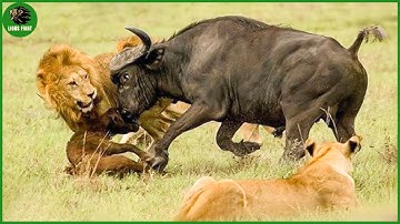 Horrific Moments When Deadly Horns Crush Predators | Animal Fight