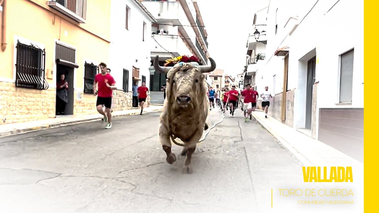 Toros con cuerda en la Comunidad Valenciana | Episodio 2 ▶ VALLADA