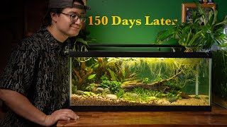 My Endler Eco-System (150 Days Later) by World of Whasian 12,621 views 2 weeks ago 17 minutes