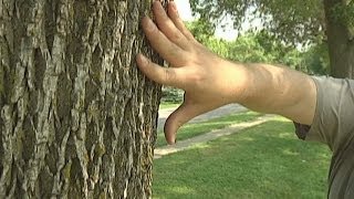 Identifying Ash Trees in Bloomington
