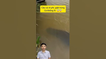 Thử thách câu cá rô phi sau vườn bất ngờ gặp cá khủng #cacconvat #docla #fishing #guppy #ca7mau
