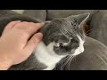 Introducing all my Pets (who you probably saw before...)