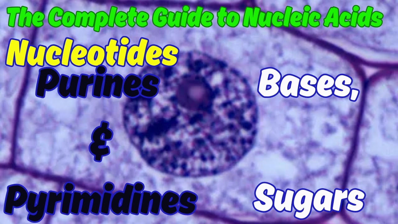 DNA & RNA Structure: The Complete Guide to Nucleic Acids (Nucleotides ...