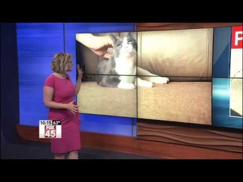 The Dangers of a Parasite Found Inside Your Cat