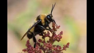 Bombus Crotchii - Endangered Bumble Bee