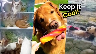 Keep It Cool | Animals Beating The Heat