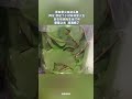 原來螢火蟲這麽美 網友 想起了小時候將螢火蟲 放在玻璃瓶裏當燈用 螢螢之光 浪漫極了 大自然 不可思議 浪漫 新聞 真實事件 Shorts 原來螢火蟲這麽美 網友 想起了小時候將螢火蟲 放在玻璃瓶裏當燈用 螢螢之光 浪漫極了 大自然 不可思議 浪漫 新聞 真實事件 Shorts