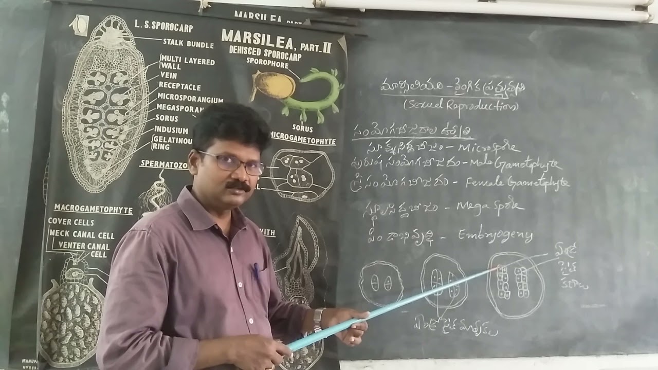 I B.Sc II Semester Botany Topic Marsilea Sexual Reproduction