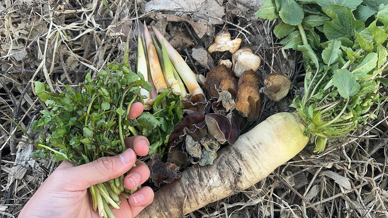 河川敷で山菜きのこ採り　6品の野食材定食　セリ、ハマダイコン、ミツバ、エノキタケ、ヒラタケ、アラゲキクラゲ