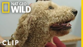 Celebrity No Squirrels for Milo | Critter Fixers: Country Vets Profile