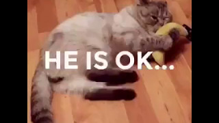 Cat Okay Banana   *Song*