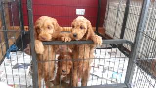 Cockapoo puppies can we come out? by Natalie AC 40,908 views 9 years ago 37 seconds