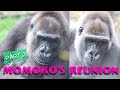 Momoko's Reunion: Dr. Komomo vs. Momoko #2/4 UENO ZOO Gorilla 上野動物園ゴリラモモコの群れ復帰（0130）