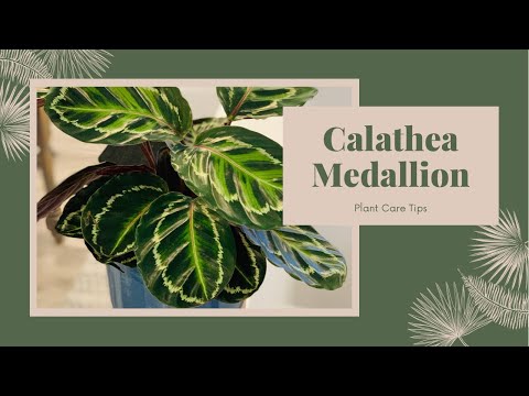 Video: Calathea 