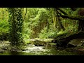 8 hours of relaxing nature sounds and gentle birdsong