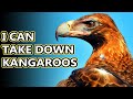 Wedge Tailed Eagle facts: the largest birds of prey in Australia | Animal Fact Files
