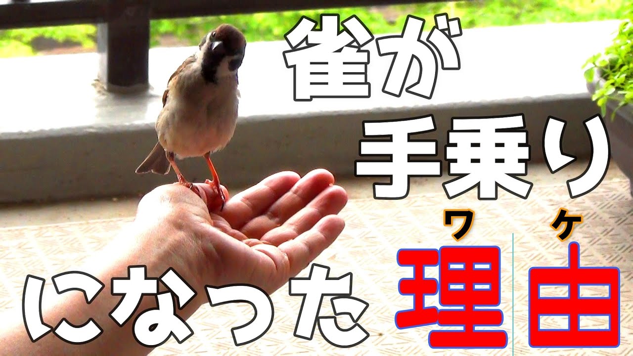 ベランダの雀がなぜ手に乗ったのか？理由が判明！【手乗り雀#2】