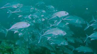 Diving at Sail Rock - Koh Samui with Searobin Dive Center