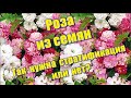 450_РОза из семян. Так нужна стратификация или нет?