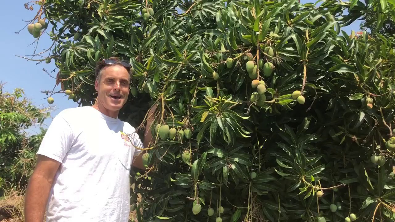 MORE MANGO GROWING ADVICE FOR NORTHERN CALIFORNIA YouTube