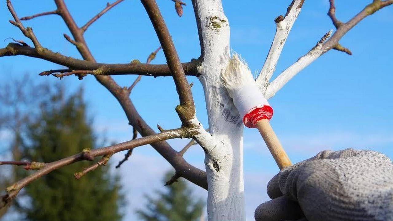 Покраска деревьев весной. Белить яблоню. Побелка стволов плодовых деревьев весной. Белить деревья. Правильная побелка деревьев.