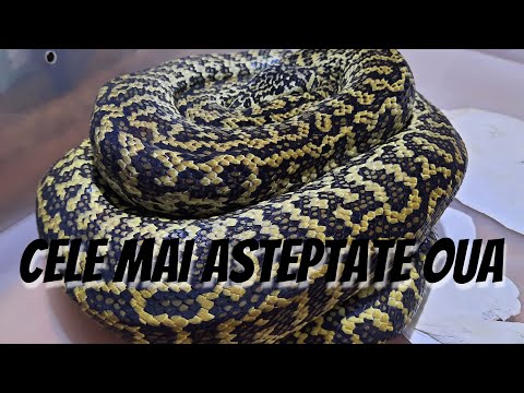 Video: Legarea Ouălor în Reptile