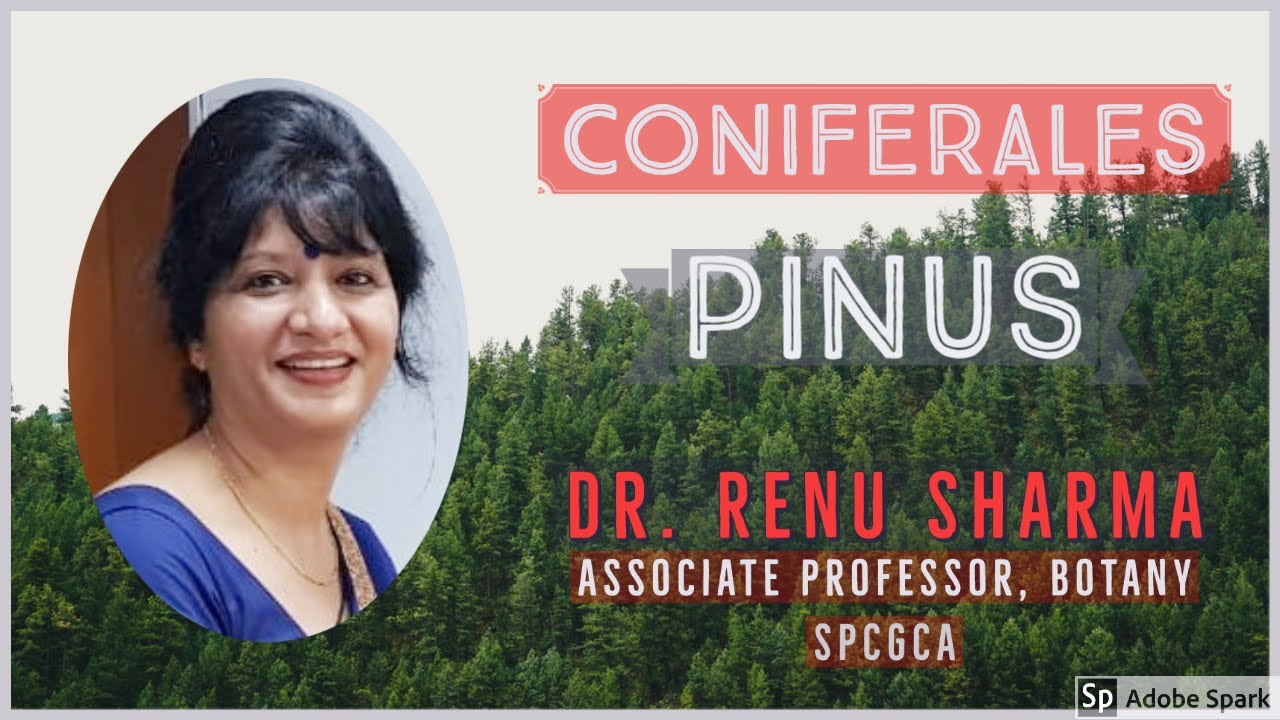 Coniferales  -  PINUS  ::  Dr. Renu Sharma
