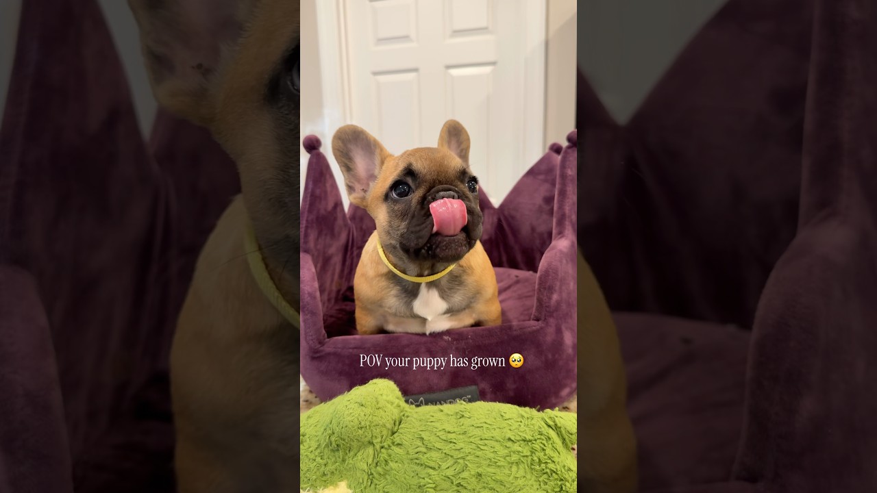 POV Your Puppy Has Grown 😭 Relatable? 