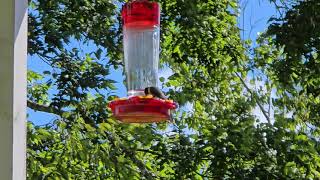 Hummingbirds on Porch feeder.. Fall migration 09/21/2025 Hummingbirds on Porch feeder.. Fall migration 09/21/2025