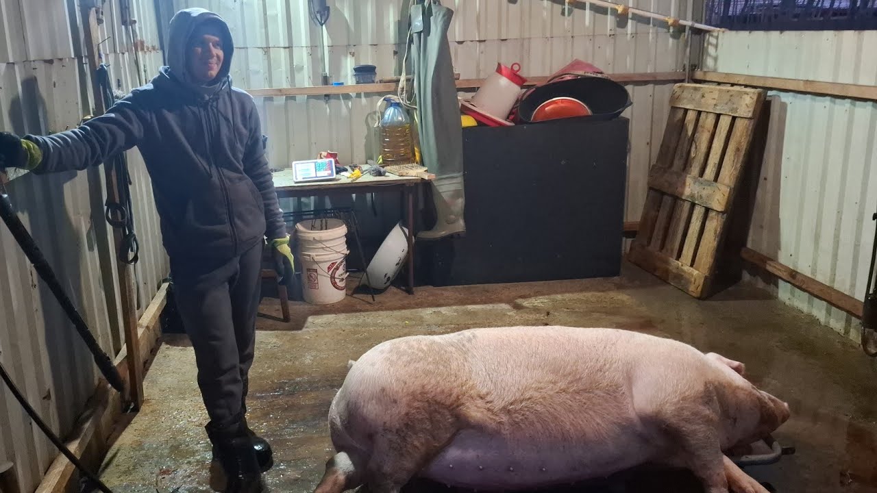 Забій свинки❌️Зважили і охреніли,так ще не було😭З виду мишиня,а насправді🔥вага‼️