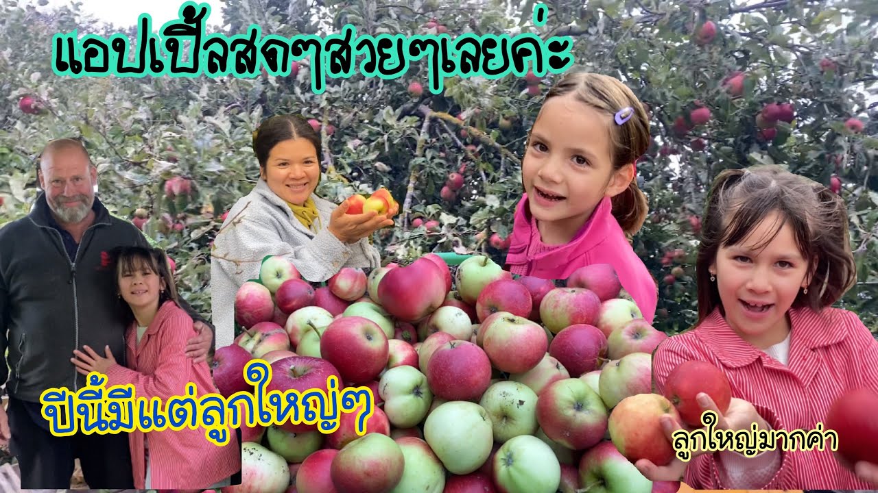 ได้เวลาเก็บแอปเปิ้ลแล้วค่ะ ตัดกิ่งแล้วให้แต่ผลใหญ่ๆ
