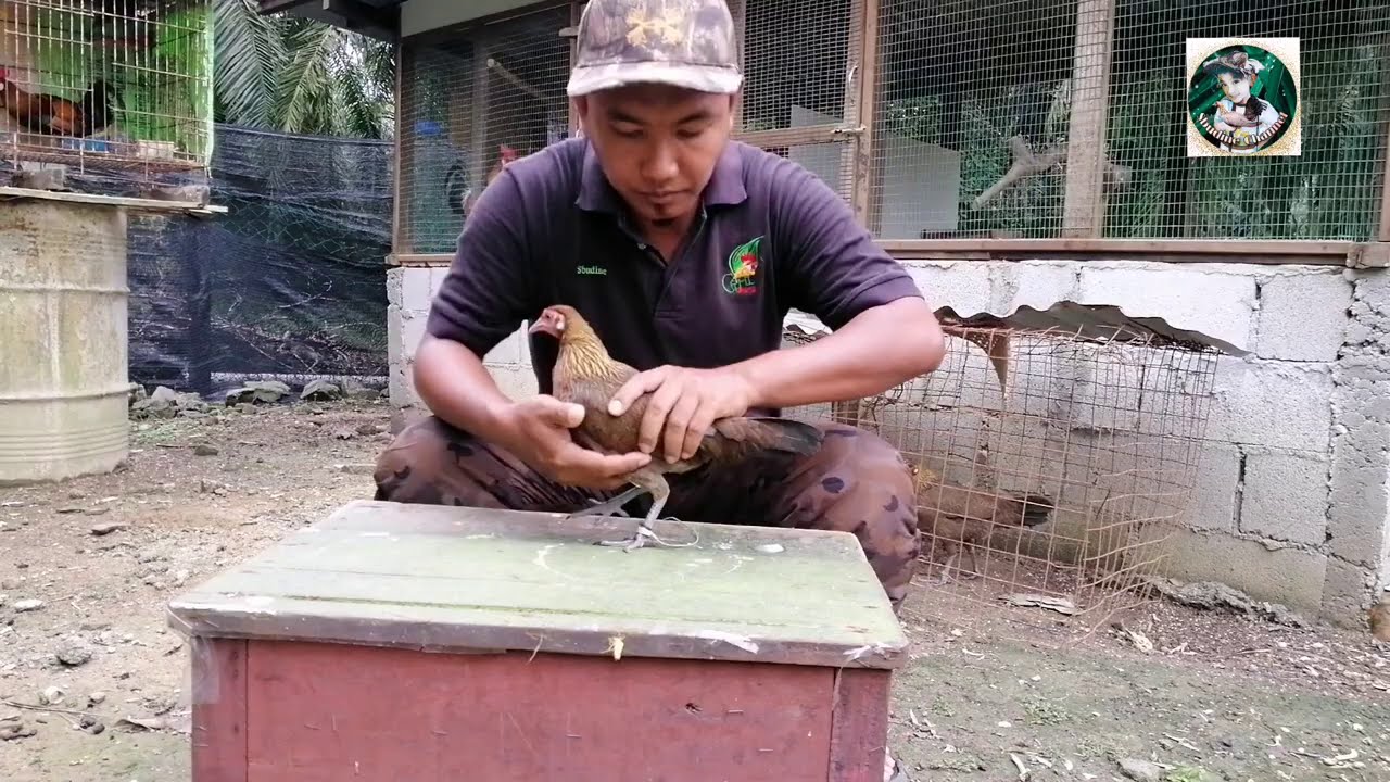 CARA MEMILIH PIKAT BETINA 1