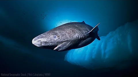 Wildlife Wednesday: Greenland Shark